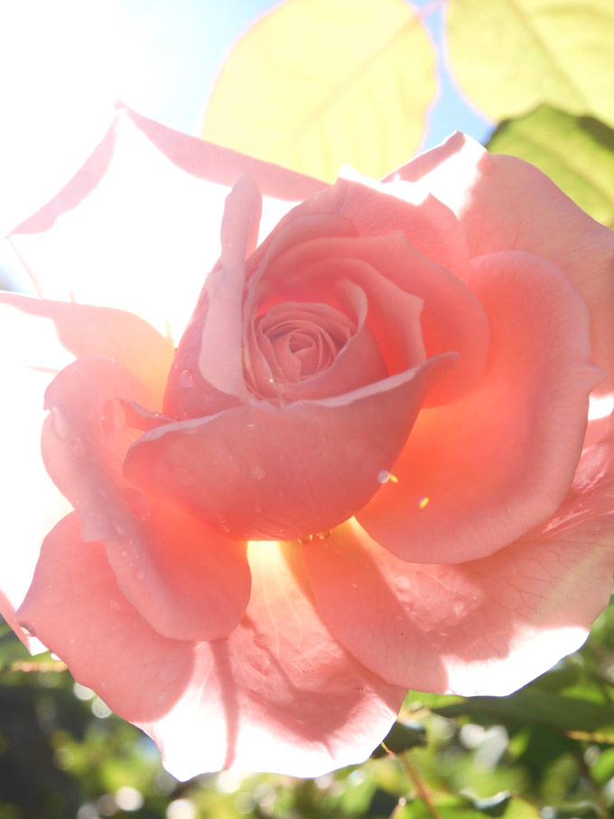 秋薔薇　ページ ✨♡ * * ♡ * ✨Have a wonderful time ✨ * * 🌱 Roses