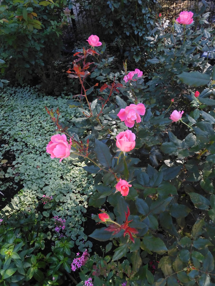 四季の香ローズガーデン〈8〉ピンク色の薔薇 2021 秋薔薇〈色彩
