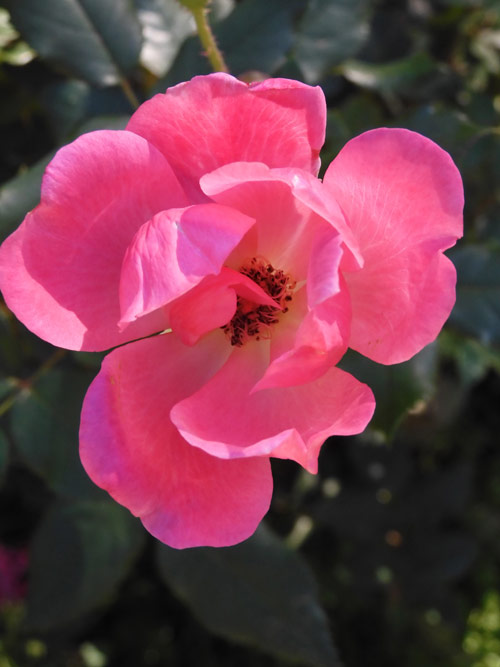 四季の香ローズガーデン〈8〉ピンク色の薔薇 2021 秋薔薇〈色彩