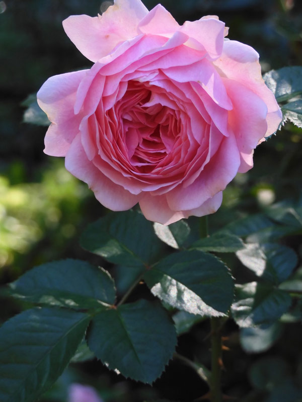 2022年の秋薔薇其の161《ストロベリースワール》《グッドアズ