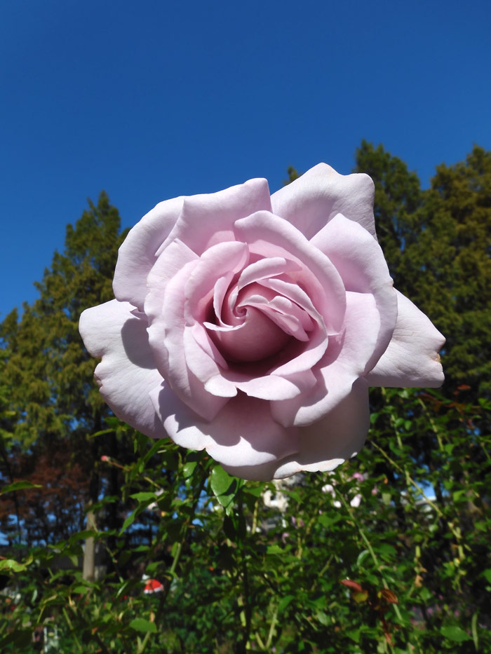 秋薔薇　ページ 秋薔薇 ページ hqdefault.jpg