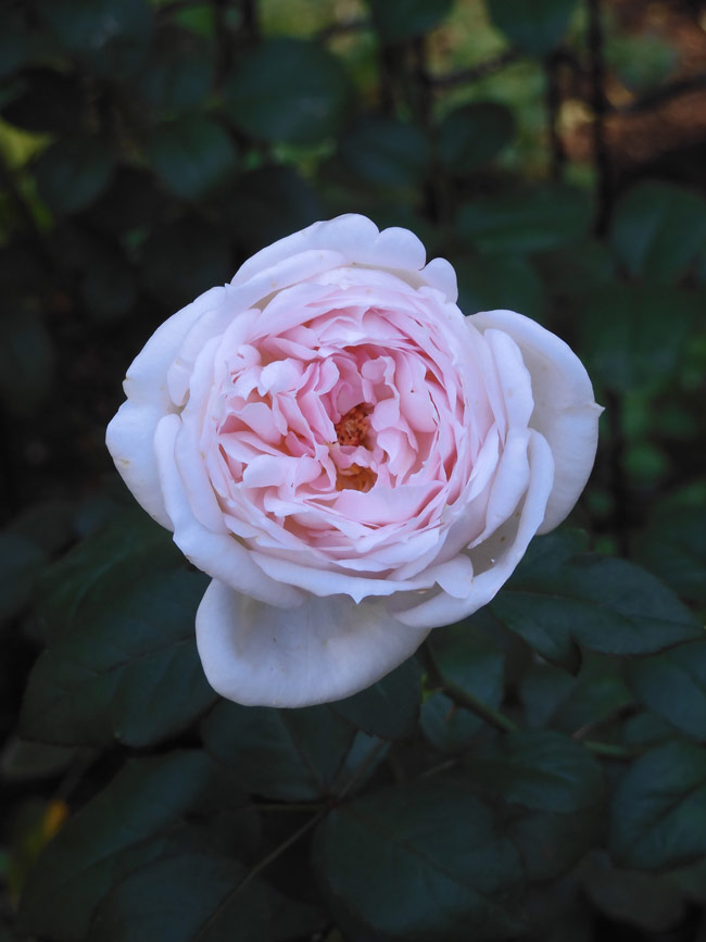 四季の香ローズガーデン〈11〉ホワイト＆ベビーピンク系の薔薇 2021 秋