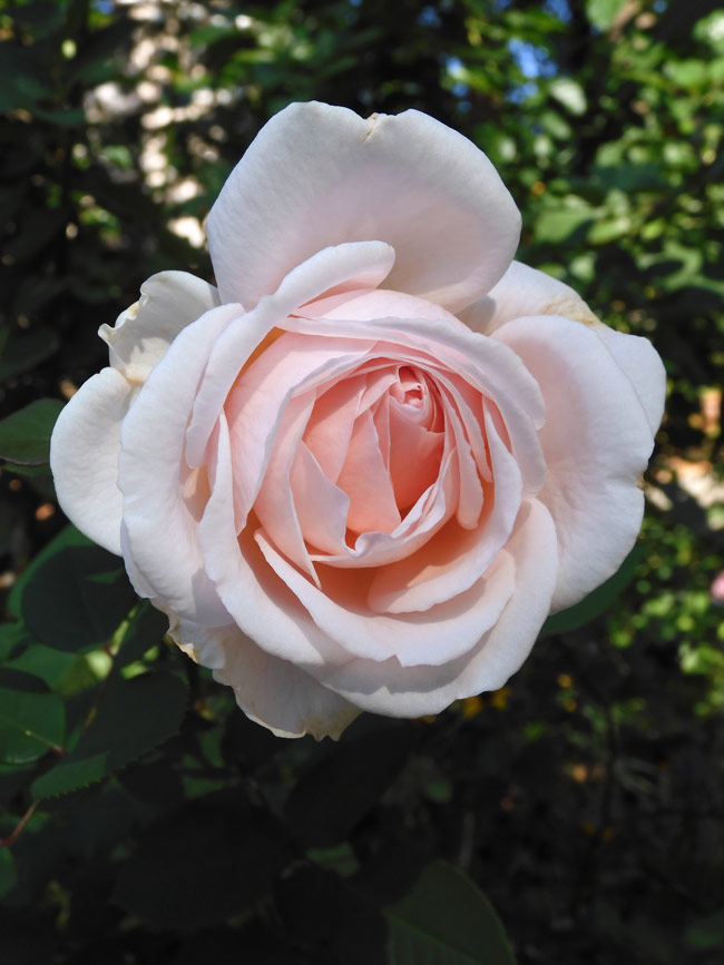 四季の香ローズガーデン〈11〉ホワイト＆ベビーピンク系の薔薇