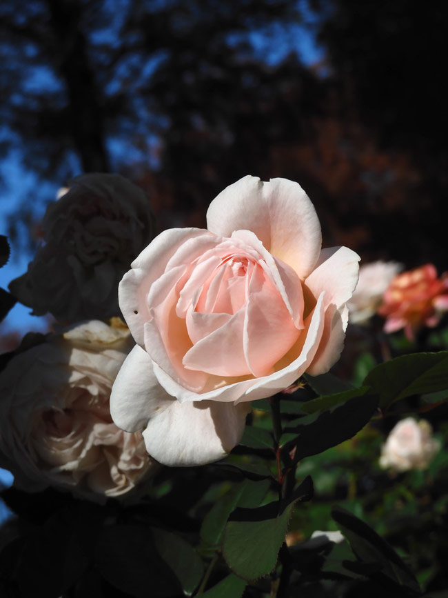 四季の香ローズガーデン〈11〉ホワイト＆ベビーピンク系の薔薇