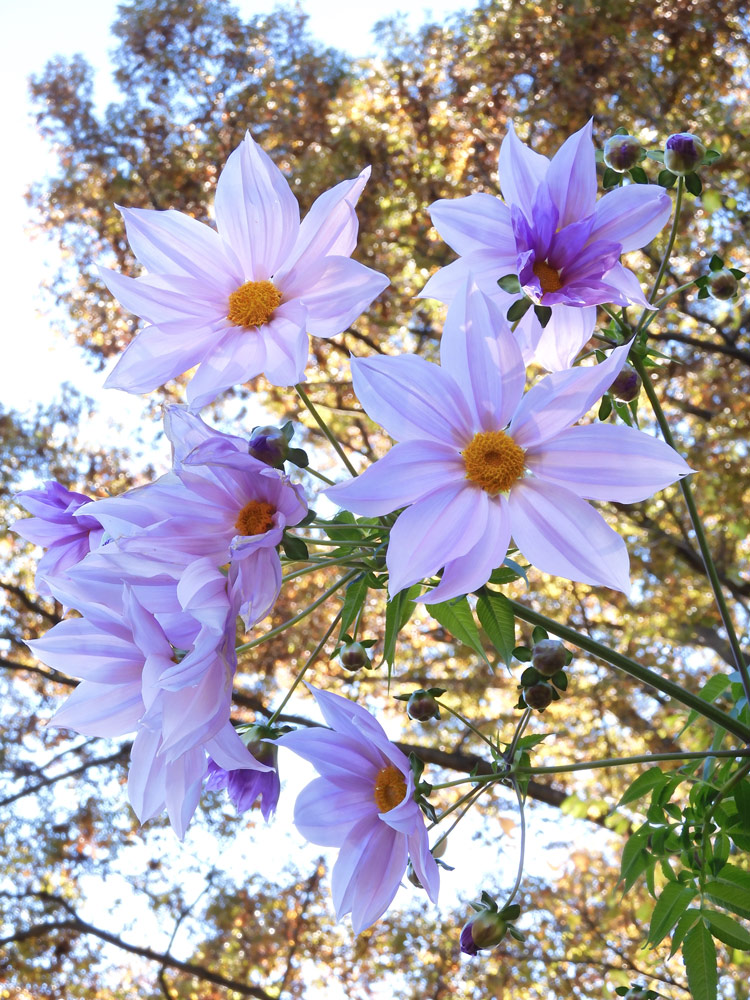 皇帝ダリア 2021.11月中旬撮影〈狭山公園の花〉 | K U R A D A S H I