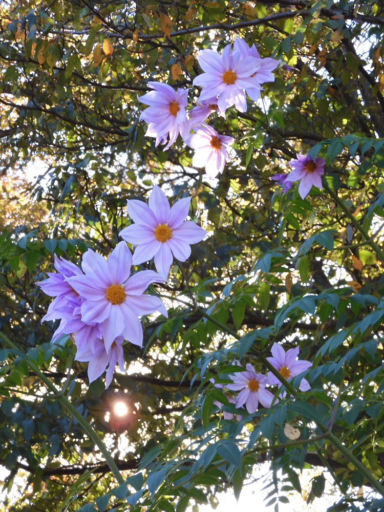 皇帝ダリア 2021.11月中旬撮影〈狭山公園の花〉 | K U R A D A S H I