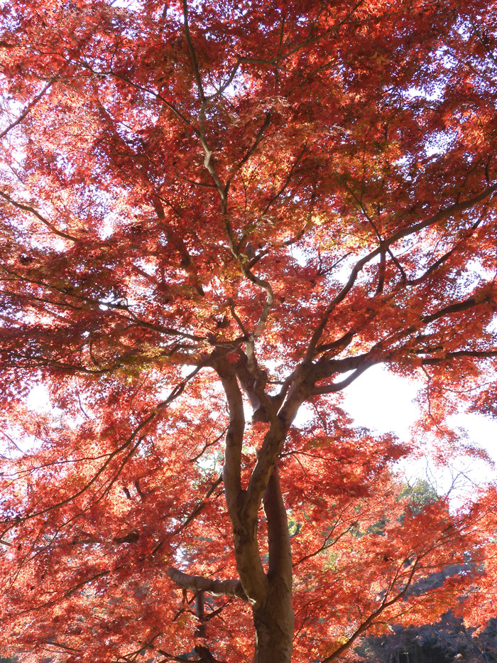 井の頭恩賜公園の紅葉〈2〉イロハモミジとハゼノキ 2021.12月上旬撮影