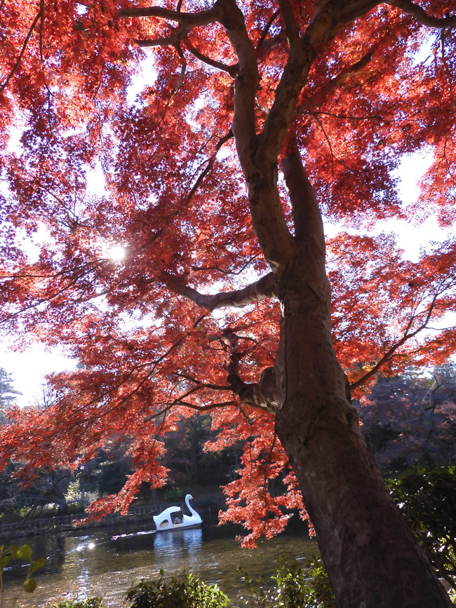 井の頭恩賜公園の紅葉〈2〉イロハモミジとハゼノキ 2021.12月上旬撮影