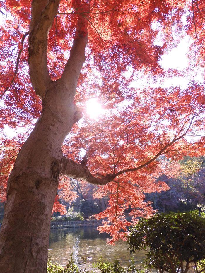 井の頭恩賜公園の紅葉〈2〉イロハモミジとハゼノキ 2021.12月上旬撮影