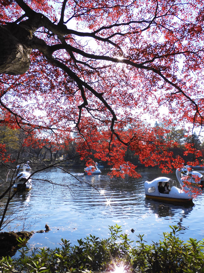 井の頭恩賜公園の紅葉〈2〉イロハモミジとハゼノキ 2021.12月上旬撮影