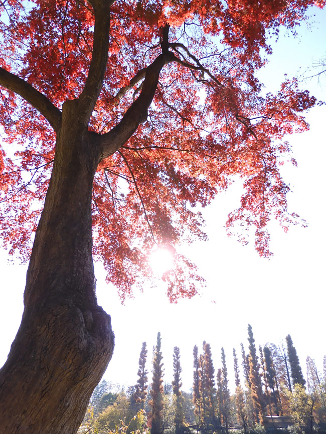 井の頭恩賜公園の紅葉〈4〉イロハモミジ 2021.12月上旬撮影（お茶の水