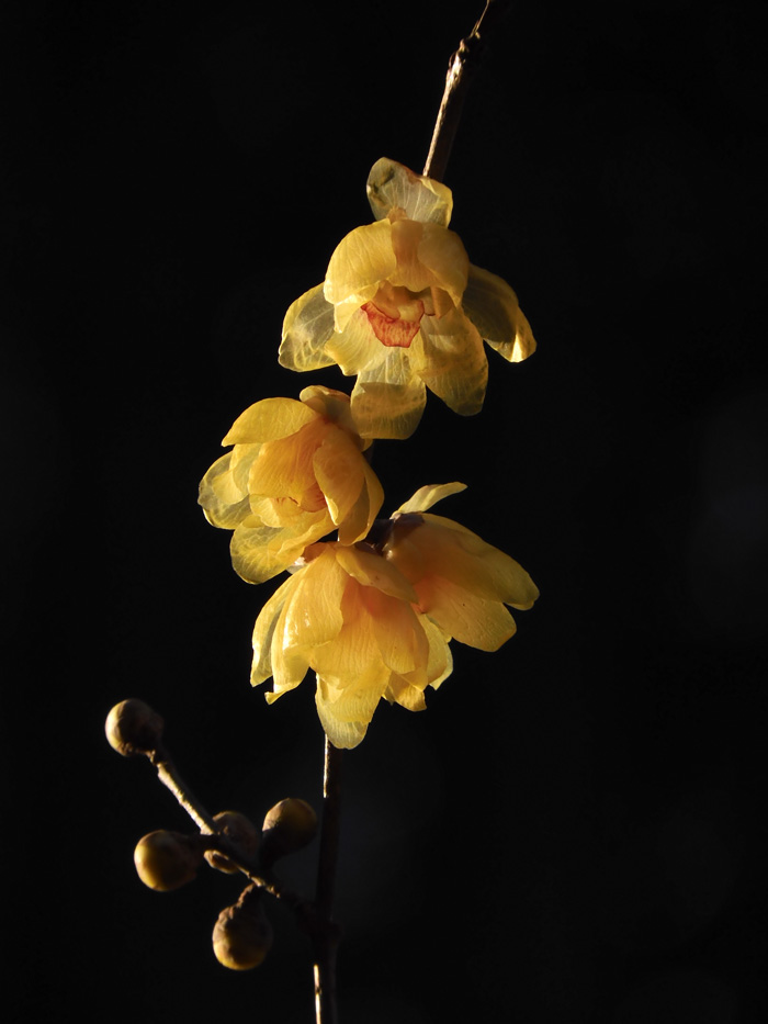 蝋梅（朝日に輝く満月蝋梅の花）〈冬の田舎風景散策〉大晦日撮影〈2