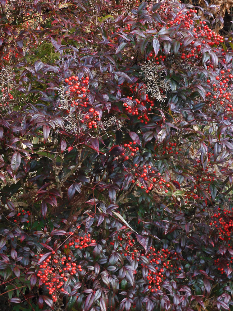 南天の赤い実と紅葉〈冬の田舎風景散策〉大晦日撮影〈3〉 | K U R A D