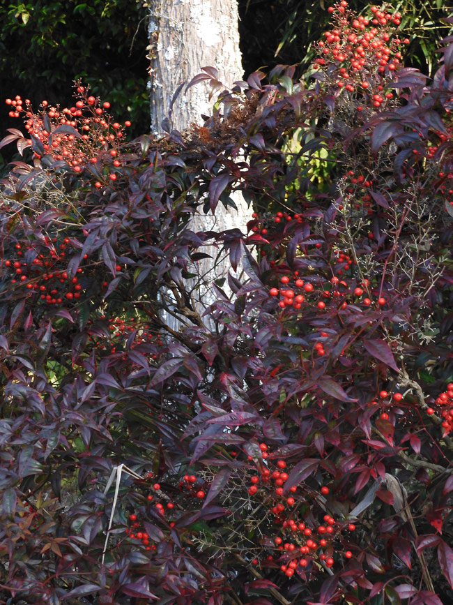 南天の赤い実と紅葉〈冬の田舎風景散策〉大晦日撮影〈3〉 | K U R A D