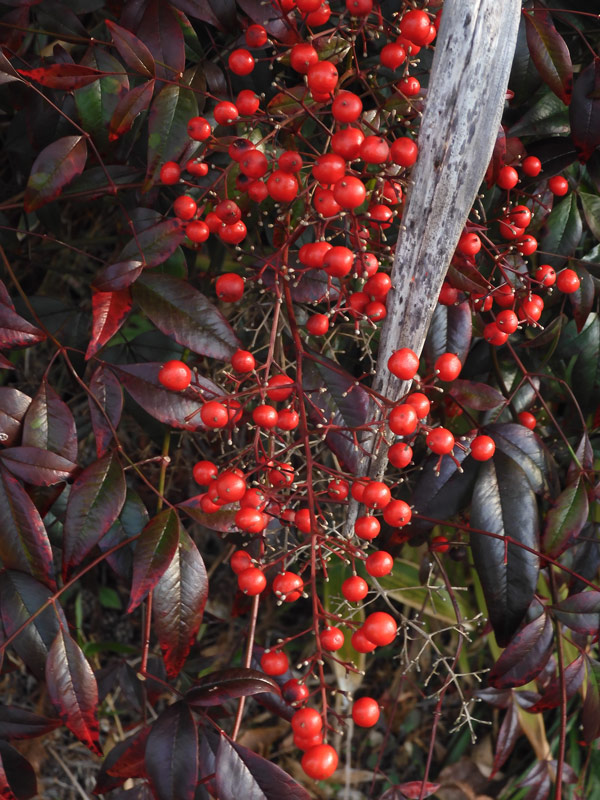 南天の赤い実と紅葉〈冬の田舎風景散策〉大晦日撮影〈3〉 | K U R A D