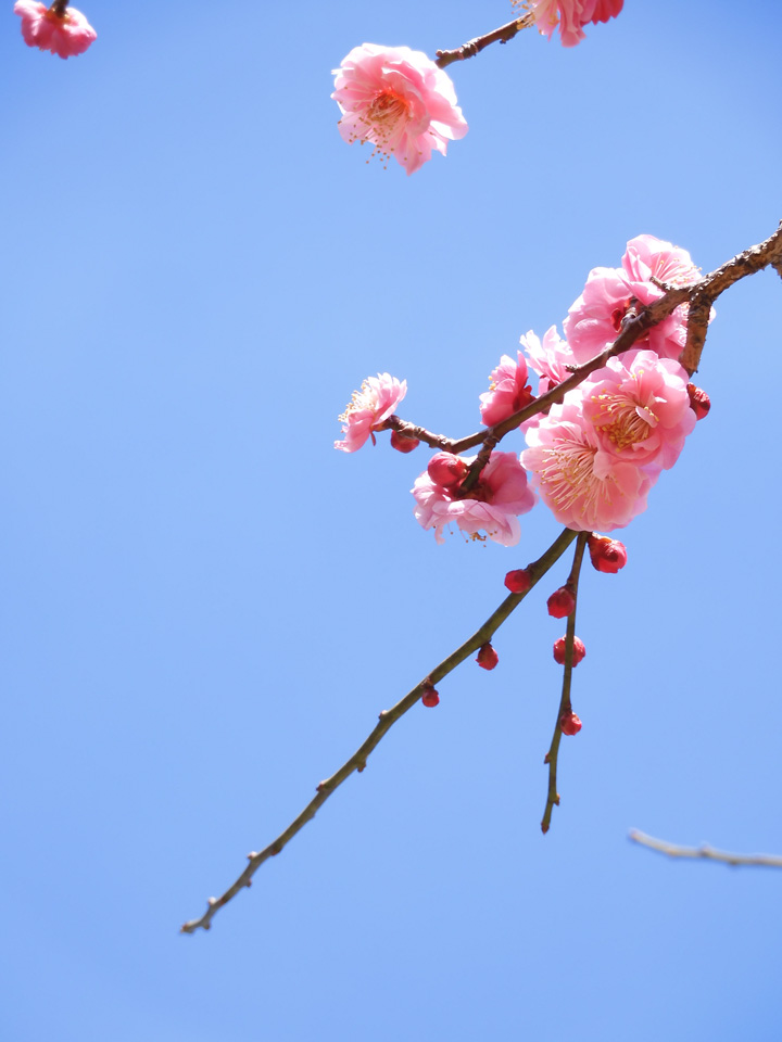 春日野＜冷凍＞ ｜ 梅あそび | 梅の花公式オンラインストア