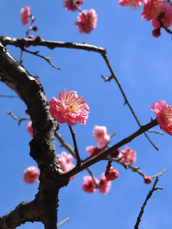 【返品不可】 小金井公園 梅林「春日野の紅」「春日野」 K | 2022.3月上旬撮影 レトルトおかず
