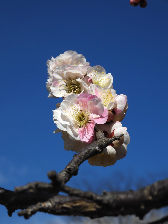 小金井公園 梅林「春日野の紅」「春日野」 2022.3月上旬撮影 | K