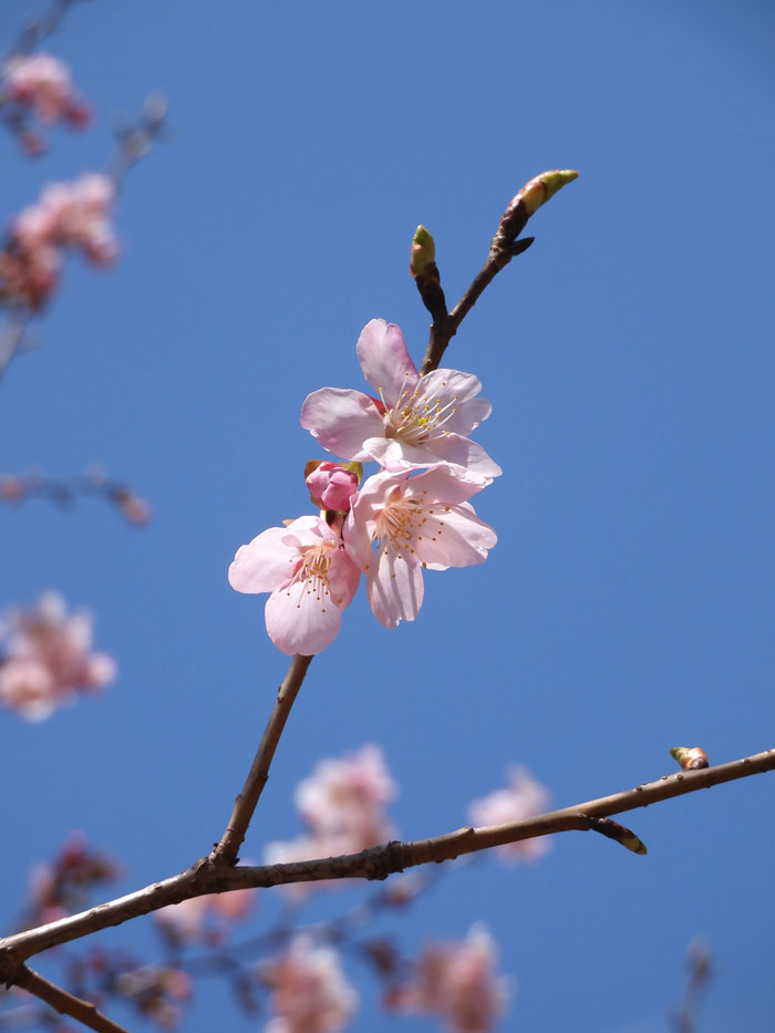 早咲き「大漁桜」小金井公園の桜 2022.3月中旬、2021.2月下旬