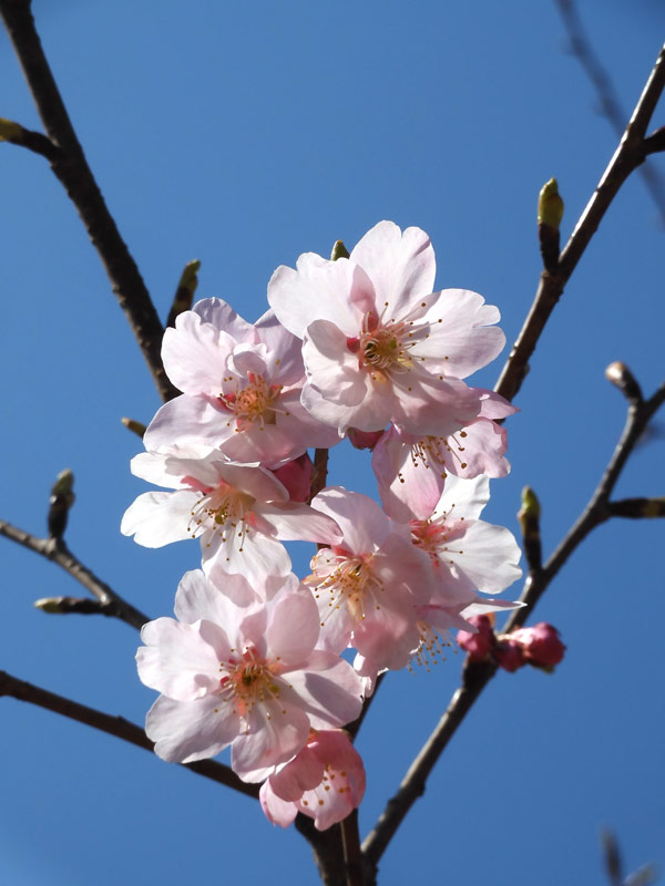 鈴木米子、【農大の桜咲く公園】、希少な額装用画集より、美品、新品額装付 鈴木米子、【農大の桜咲く公園】、希少な額装用画集より、美品、新品