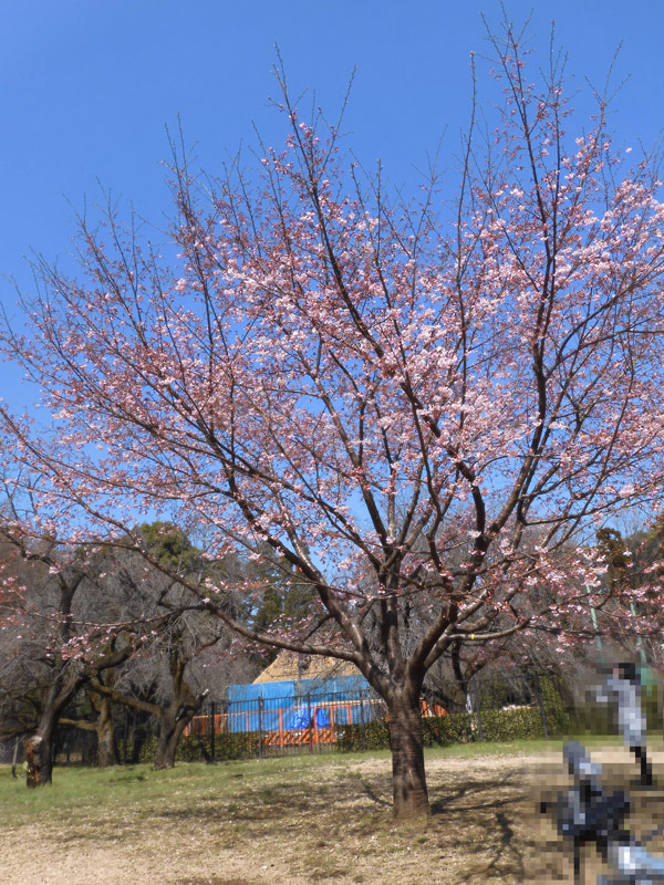 鈴木米子、【農大の桜咲く公園】、希少な額装用画集より、美品、新品額装付 鈴木米子、【農大の桜咲く公園】、希少な額装用画集より、美品
