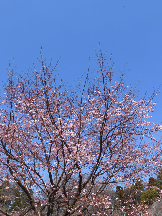 早咲き「大漁桜」小金井公園の桜 2022.3月中旬、2021.2月下旬
