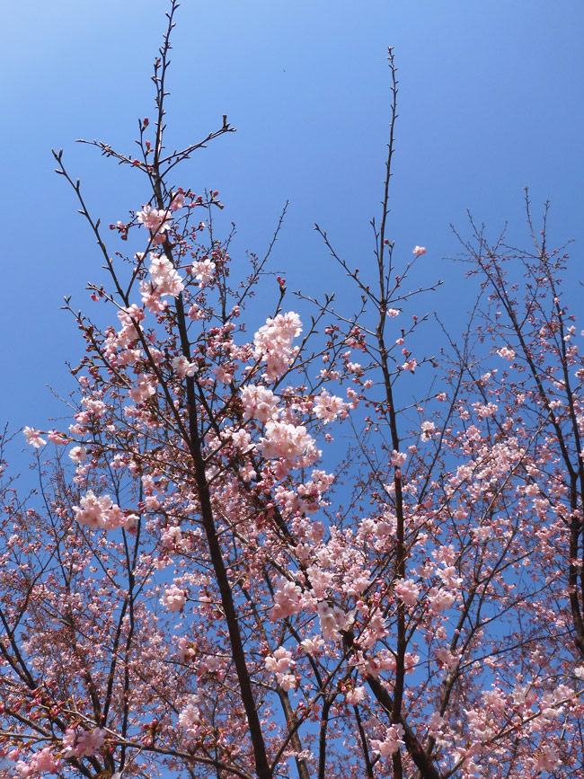 桜咲く様 桜 苗木 横浜緋桜 12cmロングポット苗 よこはまひざくら さくら