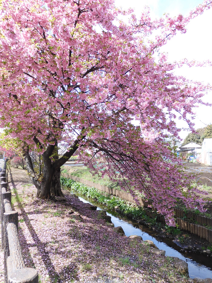 千川上水の桜 大寒桜？陽光桜？ピンク系の早咲き種 2022.3月中旬撮影