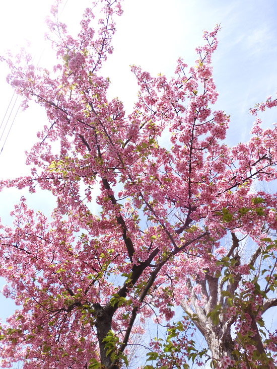 千川上水の桜 大寒桜？陽光桜？ピンク系の早咲き種 2022.3月中旬