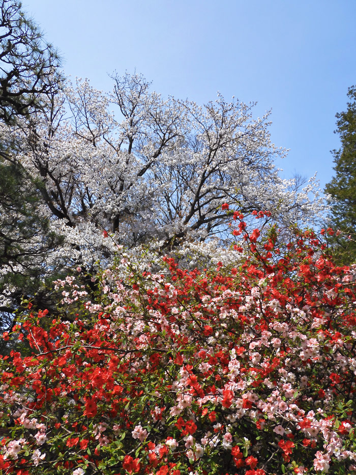 美しいサラサボケ(更沙木瓜) 小金井公園の桜とボケ 2021.3月 美しいサラサボケ(更沙木瓜) 小金井公園の桜とボケ 2021.3月
