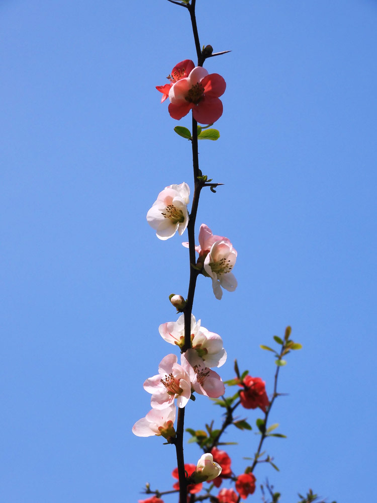 美しいサラサボケ(更沙木瓜) 小金井公園の桜とボケ 2021.3月 美しいサラサボケ(更沙木瓜) 小金井公園の桜とボケ 2021.3月