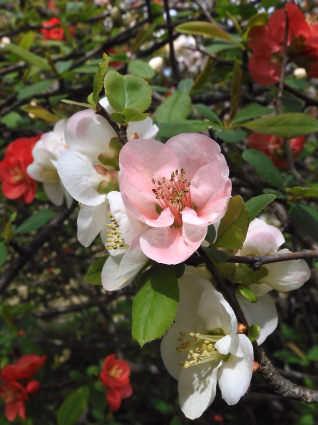 美しいサラサボケ(更沙木瓜) 小金井公園の桜とボケ 2021.3月 美しいサラサボケ(更沙木瓜) 小金井公園の桜とボケ 2021.3月