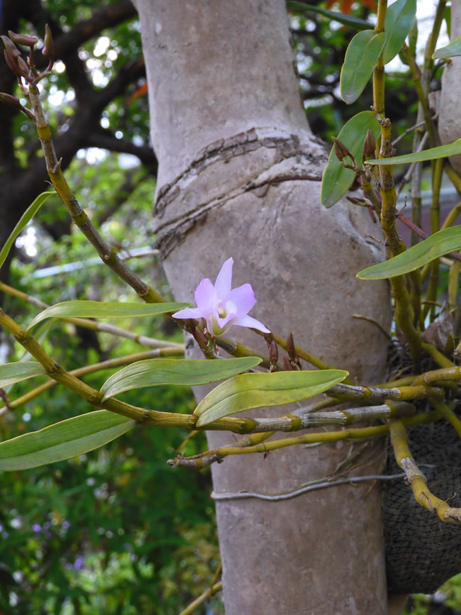 セッコクの咲く庭、クンシランほか春の花で道ゆく人の目も愉しませて