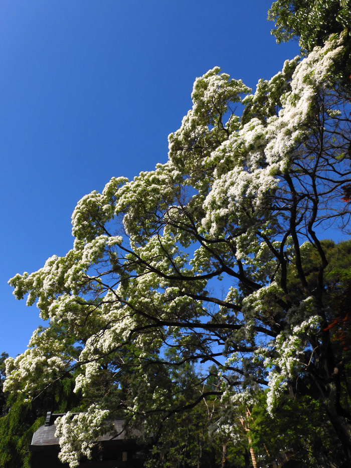 なんじゃもんじゃの木（ヒトツバタゴ） GWに深大寺の本堂境内に咲く花