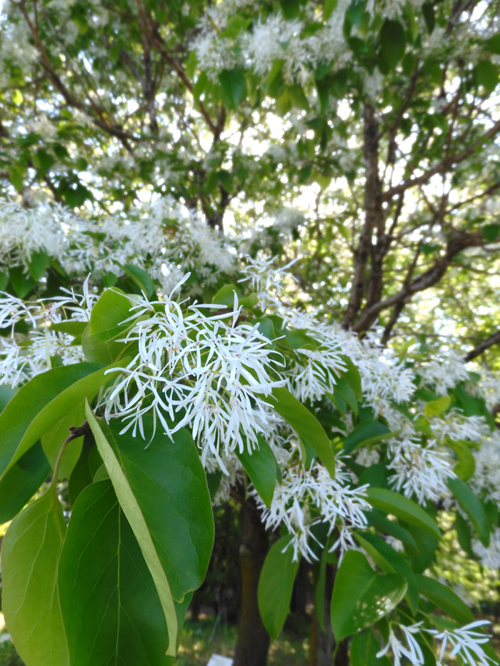 ヒトツバタゴ（ナンジャモンジャ）2022.5月上旬撮影の花〈東京都薬用植物園の樹木〉 | K U R A D A S H I