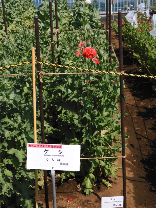 東京都薬用植物園のケシ ハカマオニゲシ、ヒナゲシ、アイスランド
