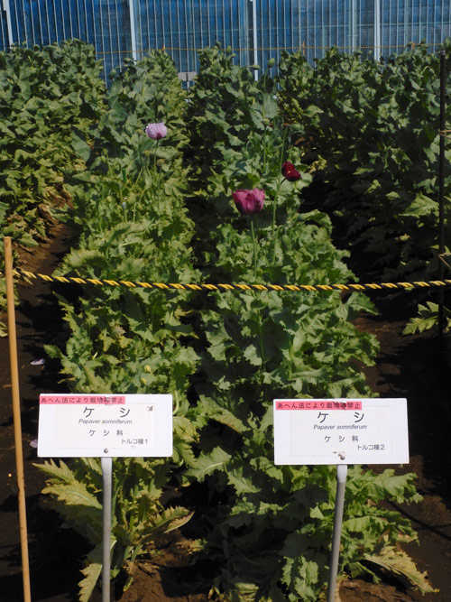 東京都薬用植物園のケシ ハカマオニゲシ、ヒナゲシ、アイスランド
