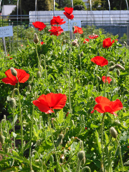ケシ畑ｄ 東京都薬用植物園のケシ ハカマオニゲシ、ヒナゲシ、アイスランド