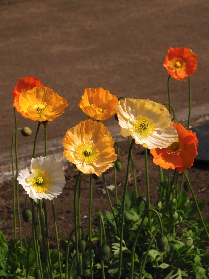 レイジェスのけし畑 開花アヘンのケシ畑、ラテンパヴェソムニフェラム