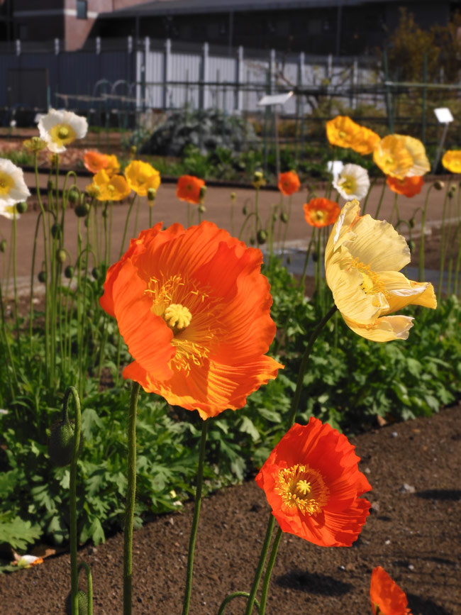 東京都薬用植物園のケシ ハカマオニゲシ、ヒナゲシ、アイスランド