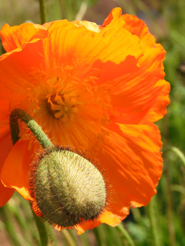 レイジェスのけし畑 レイジェスのけし畑 Creto reyesレイジェス