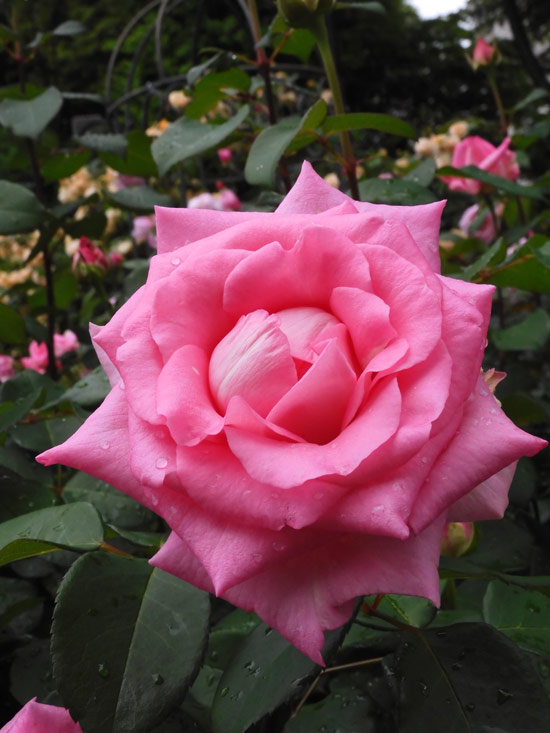 Winnieさま専用（原画）月下のローズガーデン ほか　3点おまとめ KIOI ROSE WEEK - 東京ガーデンテラス紀尾井町 - Tokyo Garden