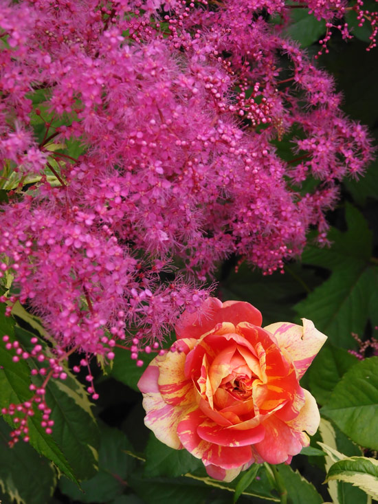薔薇とレースのジャンクジャーナル・雑記帳　さくら色のウェディング♡ 薔薇とレースのジャンクジャーナル・雑記帳 さくら色の