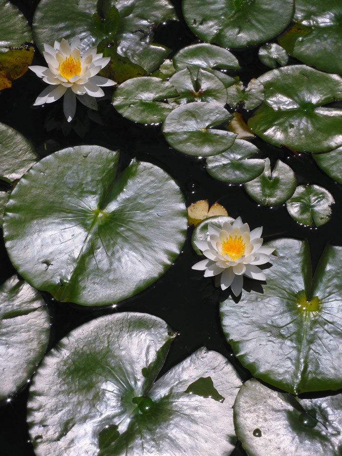 スイレン｜園芸植物小百科｜育て方｜花の写真