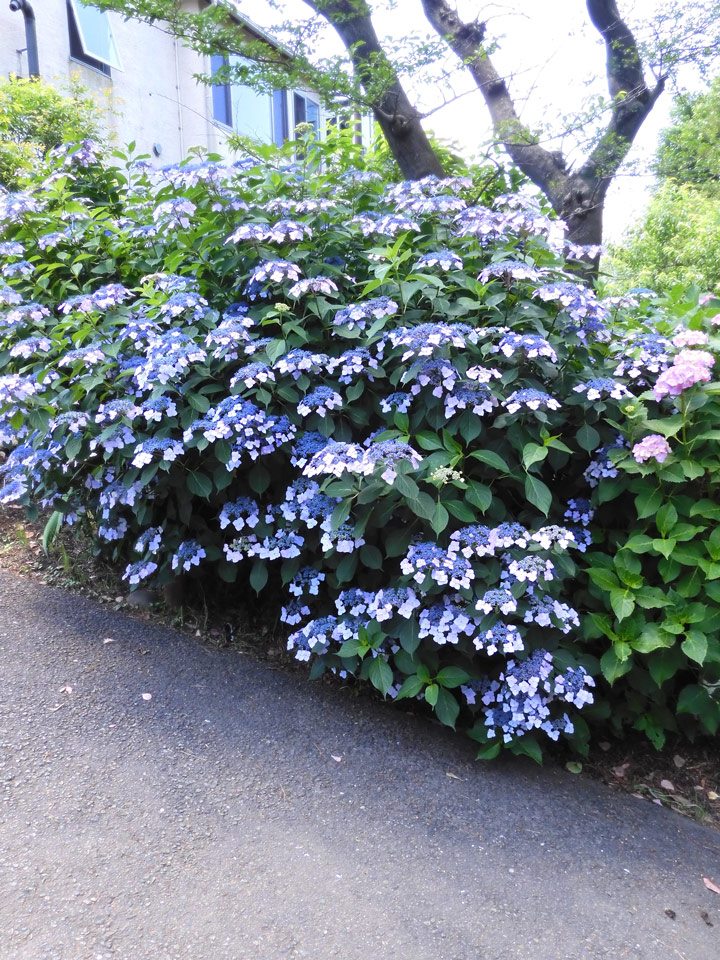 紫陽花 2022〈小平市立あじさい公園〉1 見頃の額紫陽花と八重 紫陽花 2022〈小平市立あじさい公園〉1 見頃の額紫陽花と八重