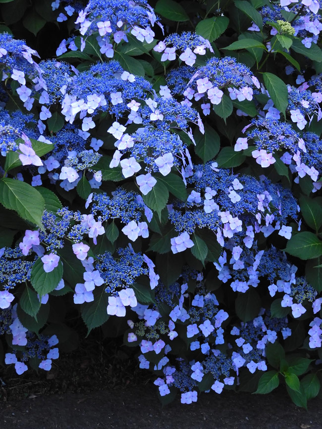 かわいい！ 紫陽花 2022〈小平市立あじさい公園〉1 見頃の額紫陽花と八重 絵画