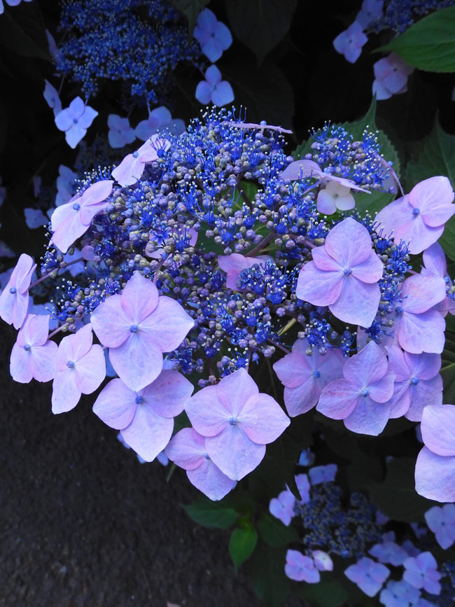 紫陽花 2022〈小平市立あじさい公園〉1 見頃の額紫陽花と八重