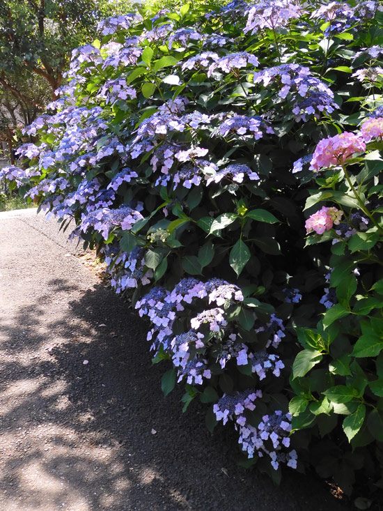 紫陽花 2022〈小平市立あじさい公園〉2 咲き始めのアジサイの美