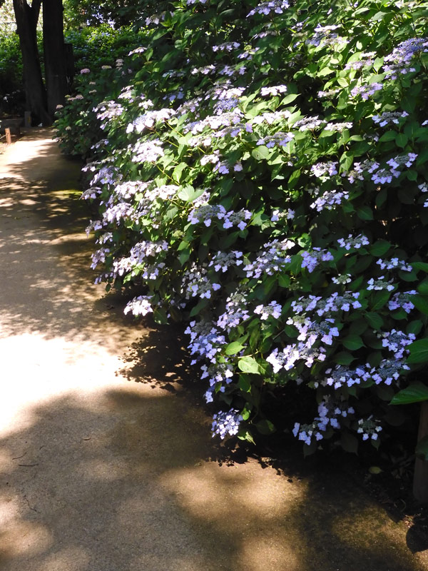 紫陽花( 2022年作) 楽天市場】【数量限定】紫陽花 ネイビーブルー 5号鉢 鉢植え