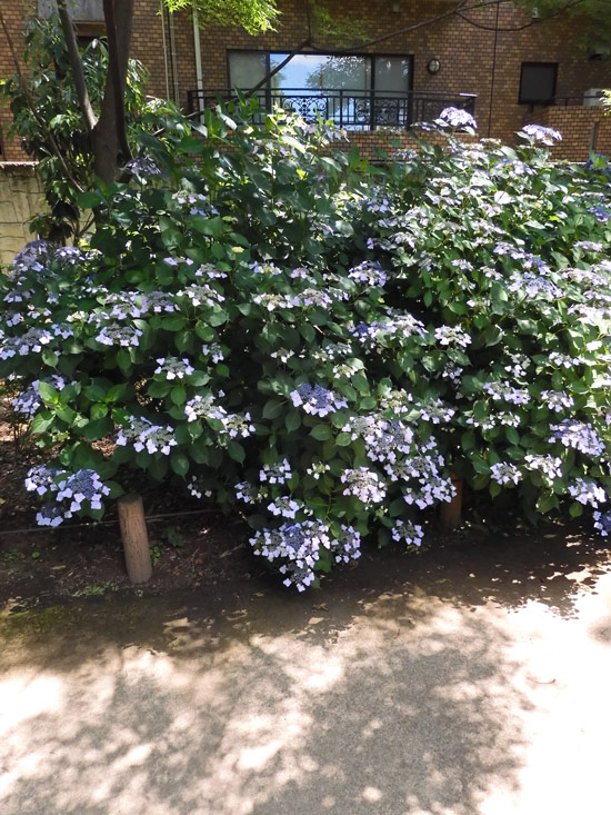 紫陽花 2022〈小平市立あじさい公園〉1 見頃の額紫陽花と八重